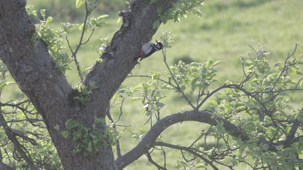 Woodpecker