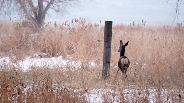 An adult female mule deer walks cautiously away in a grasslands area