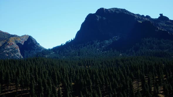 Panorama of Cone Forest at Mountains