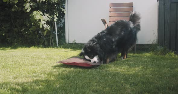 Australian shepherd fights with a pillow in the garden on a sunny day. Wide shot in slow motion.