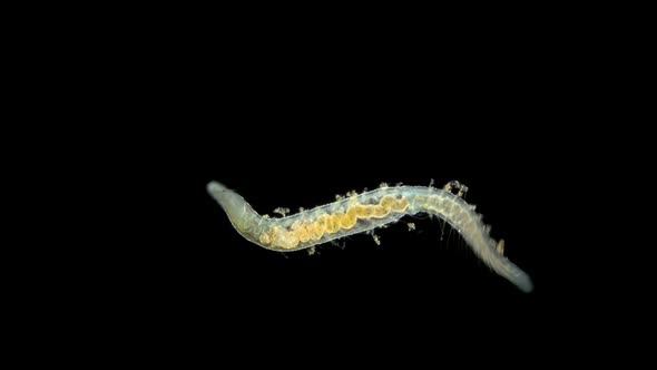 Worm Nais Sp. Under a Microscope, the Tubificidae Family, a Subclass of Oligochaeta