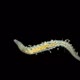 Worm Nais Sp. Under a Microscope, the Tubificidae Family, a Subclass of Oligochaeta - VideoHive Item for Sale