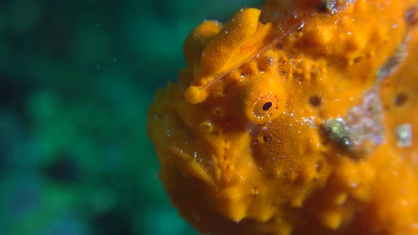 Orange frogfish close up showing eye and fishing rod.