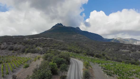 Aerial View of Grape Plantation