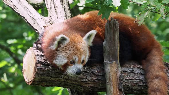 Red panda on the tree. Cute panda bear in forest habitat. Ailurus fulgens