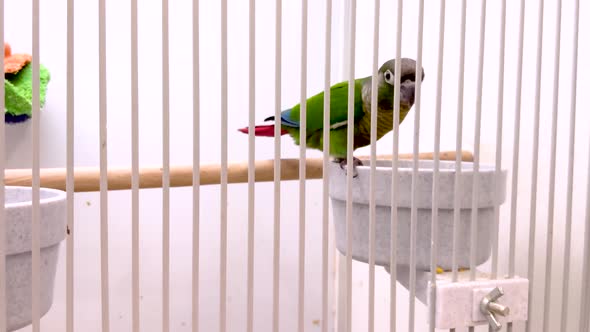 Caged tropical parrot  looks at the camera and throws a seed from its beak. 4K.