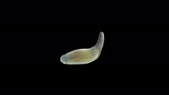 Leech Helobdella stagnalis under a microscope, family Glossiphoniidae, order Rhynchobdellida