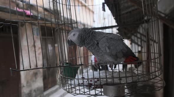 African Gray Parrot in a Cage on a Dirty Street in Stone Town Zanzibar Africa