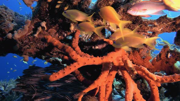 Red Sea Sponge and Striped Catfish Schooling