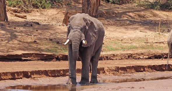 African Elephant, loxodonta africana, Adult drinking at River, Samburu Park in Kenya, Real Time 4K