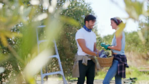 Smiling couple holding harvested olives in farm 4k