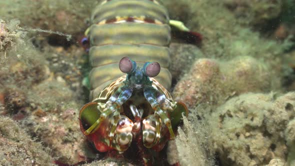 Close up of Mantis shrimp sitting on coral reef.