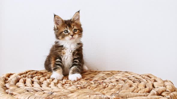 Striped Grey Kitten Watching Sitting on a Basket on a White Background