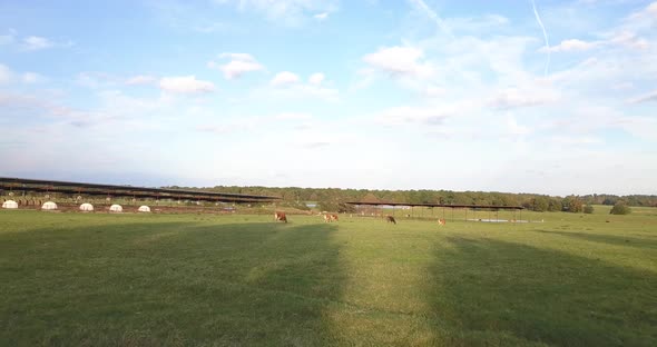 Jersey dairy cows grazing in a green field