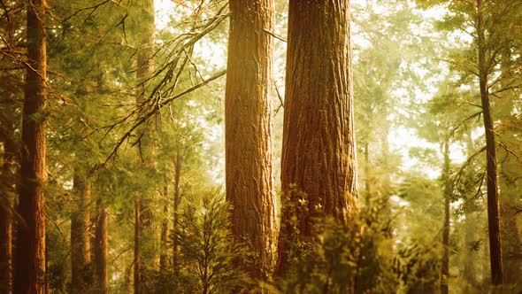 Giant Sequoias in Redwood Forest