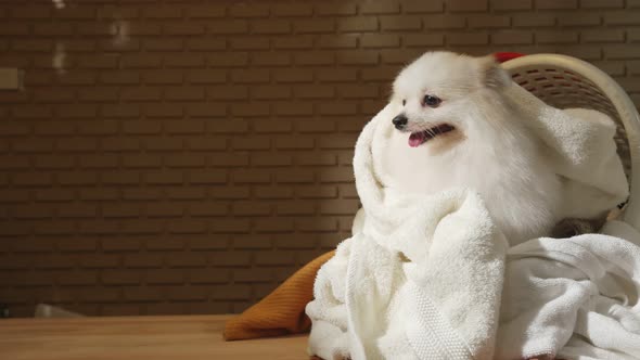 little lap dog messy playing fold cloths basket on wooden laundry table home concept background