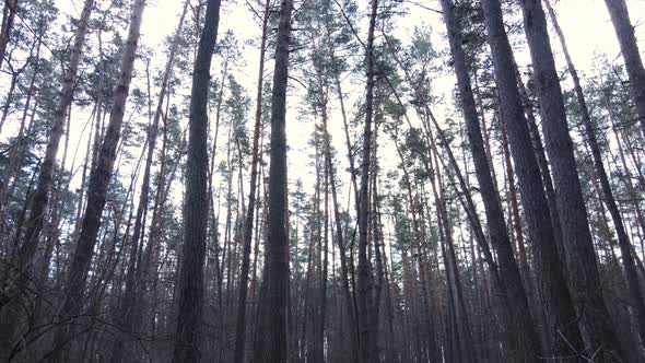 Forest Landscape Aerial View Slow Motion