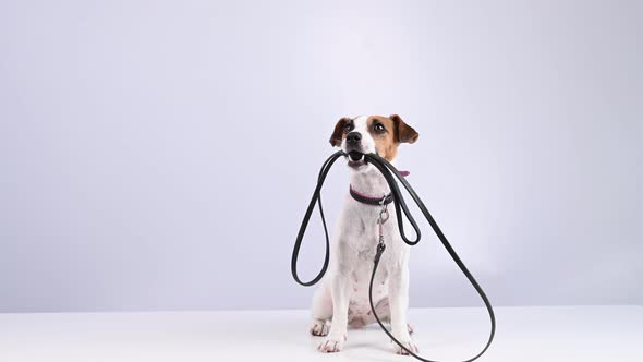 Jack Russell Terrier Dog Holding a Leash on a White Background