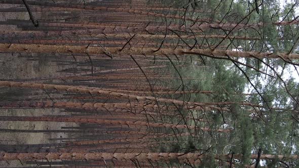 Vertical Video of Trees in a Pine Forest Slow Motion