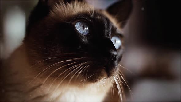 Siamese Cat with Blue Eyes Looking Up.
