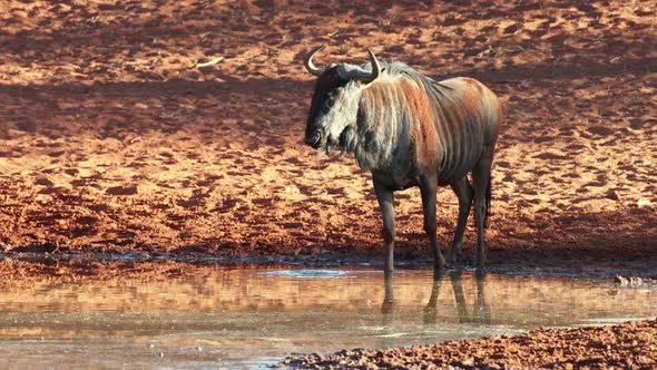 Blue Wildebeest Drinking At A Waterhole