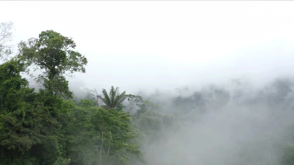 Aerial view, flying just above the canopy of a tropical forest