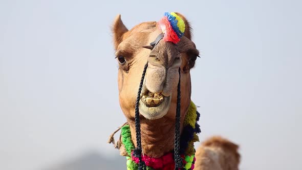 Camels at the Pushkar Fair, Also Called the Pushkar Camel Fair or Locally As Kartik Mela