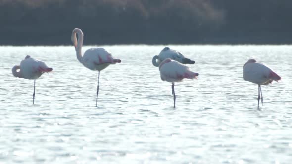 flamingo bird nature wildlife reserve delta ebro lagoon