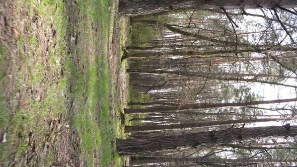 Vertical Video of Beautiful Forest Landscape Aerial View