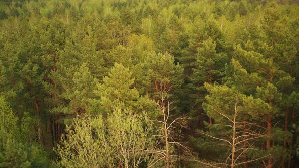 Aerial Elevated Flight Above Spring Green Mixed Forest In Landscape In Springtime