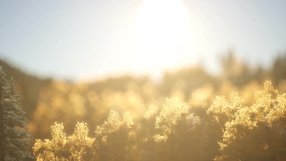 Pine Forest on Sunrise with Warm Sunbeams