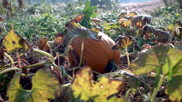 Shooting over the leaves of the plants, fast dolly motion to the right of large ripe pumpkins in a f