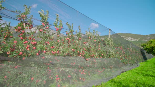 Long Row of Apple Trees Grow on Plantation Near Green Grass