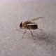 Domestic Fly In Detail - VideoHive Item for Sale