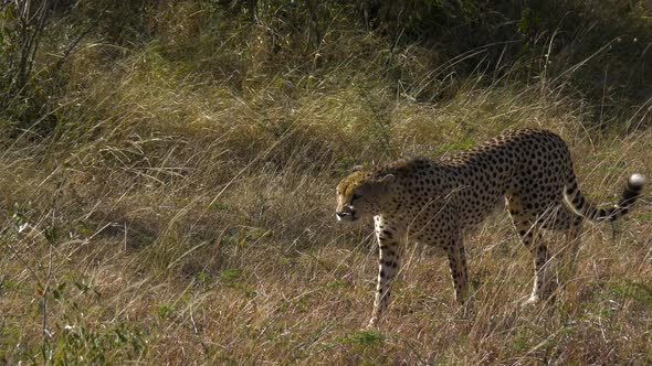 Cheetah walking on grass