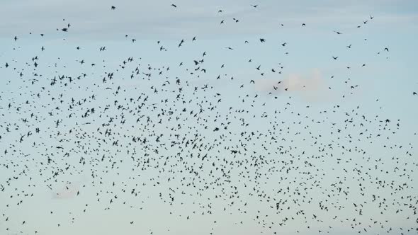Silhouette of Thousands of Starlings in Flock