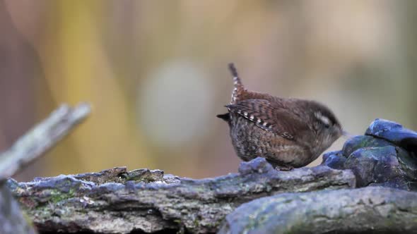 Back View of Young Eurasian Wren on a Thick Branch with Short Tail Held Erect