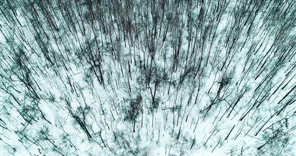 Aerial Video of Winter Forest