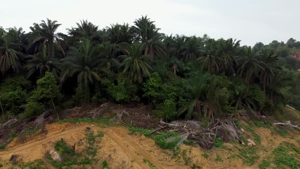 Dead oil palm tree in muddy soil
