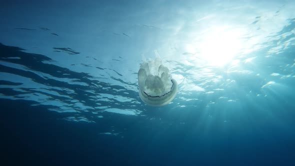 Jellyfish Sea Lung Swims in the Blue Water of Ocean in Daylight