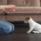 Owner Trains a Small Puppy at Home - VideoHive Item for Sale
