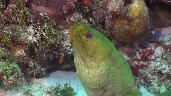 Green Moray eel (Gymnothorax Funebris) Close up Cozumel Mexico, Carribean Sea