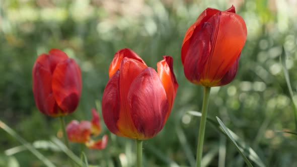 Didier tulip lily plant bulbs moving on the wind 4K 2160 30fps UltraHD footage - Beautiful  Tulipa g