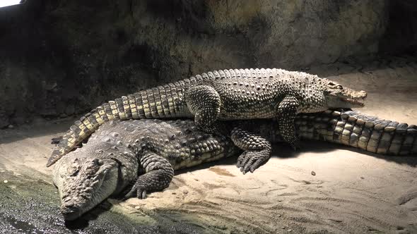 Nile Crocodiles Resting