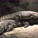 Nile Crocodiles Resting - VideoHive Item for Sale