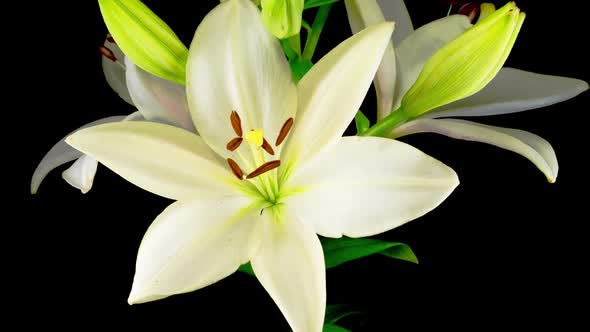 Time Lapse of Beautiful White Lily Flower Blossoms