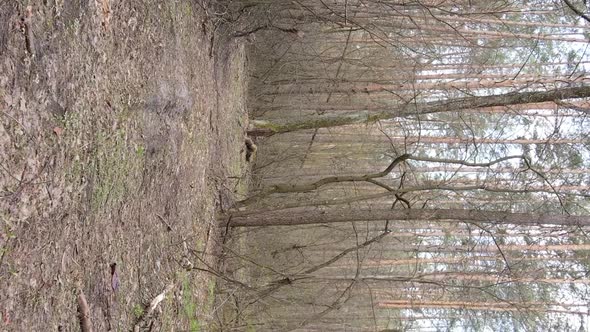 Vertical Video of a Road in the Forest Slow Motion