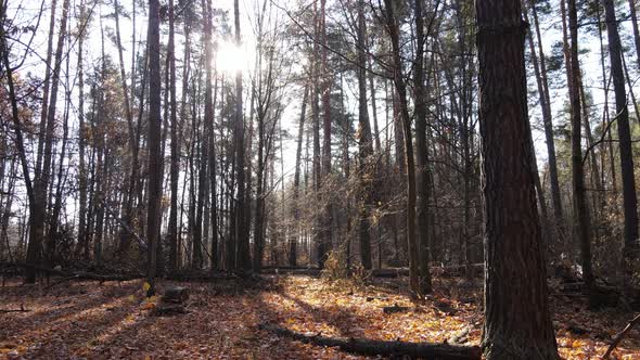 Beautiful Forest with Trees in an Autumn Day