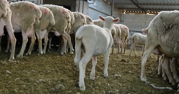 Sheeps on a Flock Farm