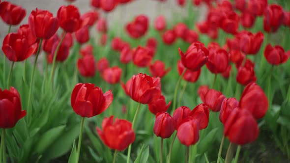 Red Tulips Swaying with the Wind in a Garden Beautiful Flowers in Spring